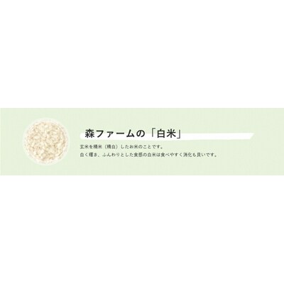 スプリングライス ミルキークィーン (白米)10kg | 米 こめ コメ 10キロ 精米 _BI23