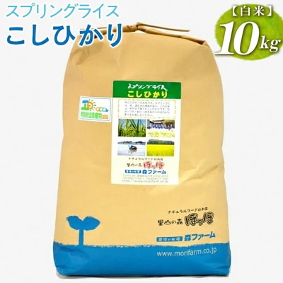 スプリングライス こしひかり (白米)10kg | 米 こめ コメ 10キロ 精米 _BI26