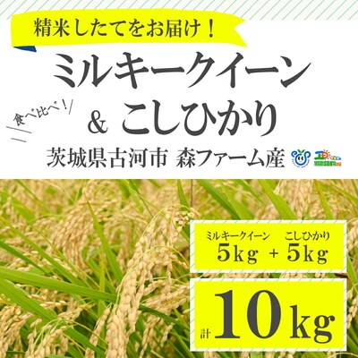 【新米】食べくらべ!特別栽培米 こしひかりとミルキークイーン5kgずつのセット | 米 _BI01