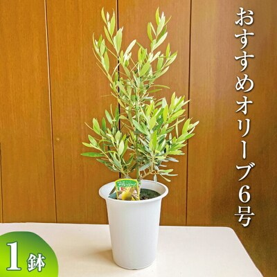 おすすめオリーブ6号 | 観葉植物 植物 グリーン オリーブの木 室内 苗 鉢植え _BZ05