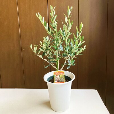 おすすめオリーブ6号 | 観葉植物 植物 グリーン オリーブの木 室内 苗 鉢植え _BZ05
