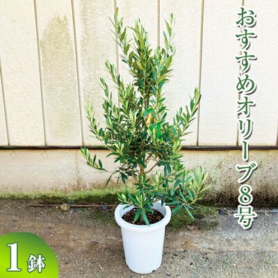 おすすめオリーブ8号 | 観葉植物 植物 グリーン オリーブの木 室内 苗 鉢植え _BZ12