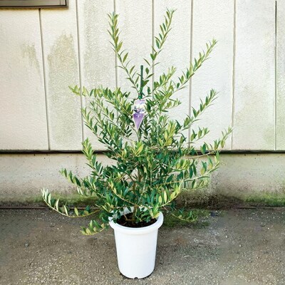 おすすめオリーブ8号 | 観葉植物 植物 グリーン オリーブの木 室内 苗 鉢植え _BZ12