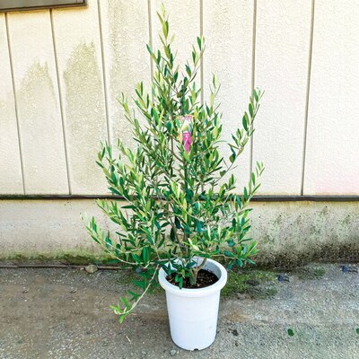 おすすめオリーブ8号 | 観葉植物 植物 グリーン オリーブの木 室内 苗 鉢植え _BZ12