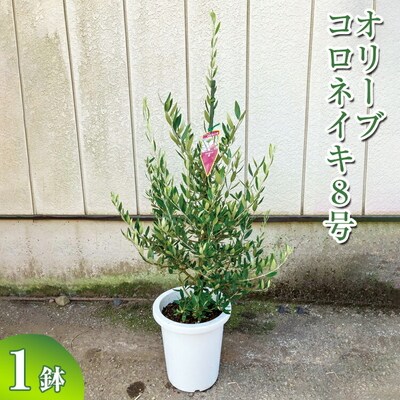 オリーブ コロネイキ8号 | 観葉植物 植物 グリーン オリーブの木 コロネイキ 室内 _BZ16