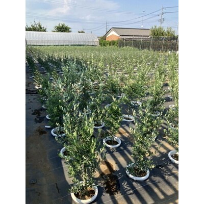 オリーブ コロネイキ8号 | 観葉植物 植物 グリーン オリーブの木 コロネイキ 室内 _BZ16
