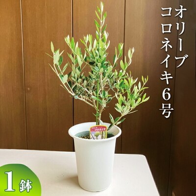 オリーブ コロネイキ6号 | 観葉植物 植物 グリーン オリーブの木 コロネイキ 室内 _BZ09