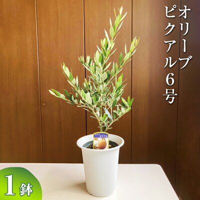 オリーブ ピクアル6号 | 観葉植物 植物 グリーン オリーブの木 ピクアル _BZ11