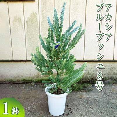 アカシア ブルーブッシュ8号 | 観葉植物 植物 グリーン アカシアの木 _BZ19