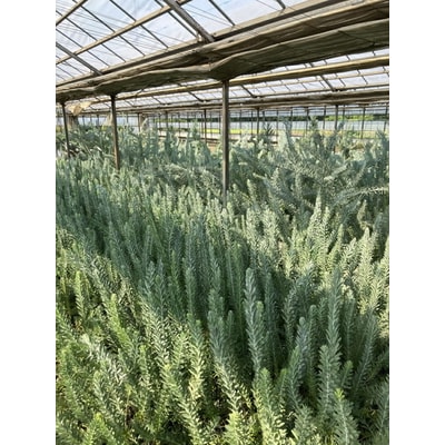 アカシア ブルーブッシュ8号 | 観葉植物 植物 グリーン アカシアの木 _BZ19