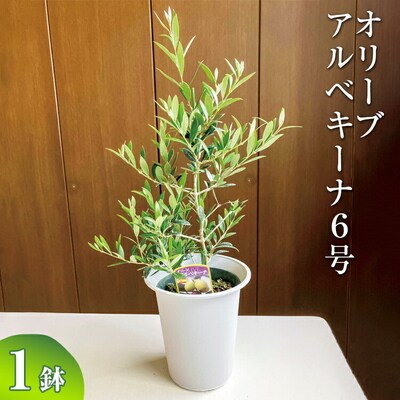 オリーブ アルベキーナ6号 | 観葉植物 植物 グリーン オリーブの木 アルベキーナ _BZ06