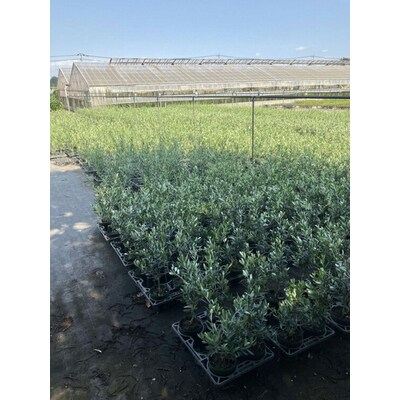 オリーブ アルベキーナ6号 | 観葉植物 植物 グリーン オリーブの木 アルベキーナ _BZ06