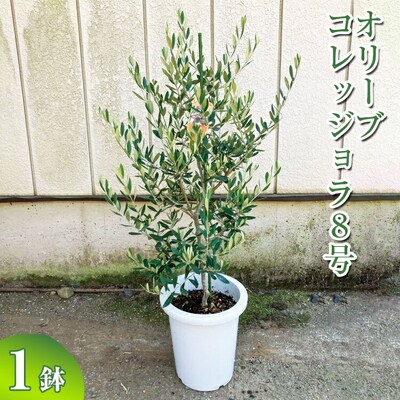 オリーブ コレッジョラ8号 | 観葉植物 植物 グリーン オリーブの木 コラッジョラ _BZ15