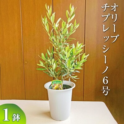 オリーブ チプレッシーノ6号 | 観葉植物 植物 グリーン オリーブの木 _BZ10