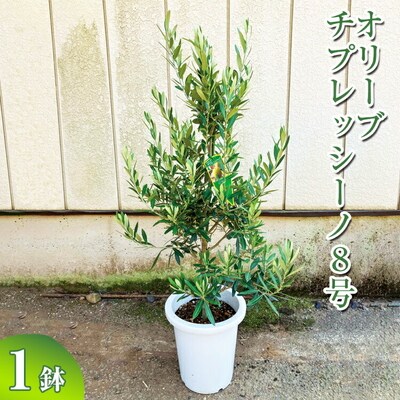 オリーブ チプレッシーノ8号 | 観葉植物 植物 グリーン オリーブの木 _BZ17