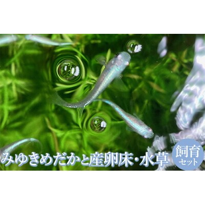 人気!みゆきめだかと産卵床・水草の飼育セット(メダカ15匹) ※2023年10月～発送 _DB01