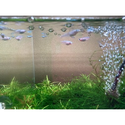 人気!みゆきめだかと産卵床・水草の飼育セット(メダカ15匹) ※2023年10月～発送 _DB01