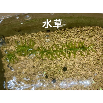 人気!みゆきめだかと産卵床・水草の飼育セット(メダカ15匹) ※2023年10月～発送 _DB01