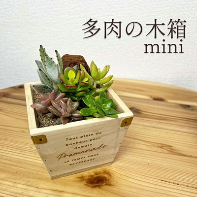 多肉植物 木箱の寄せ植え【S】 | 観葉植物 植物 グリーン 多肉 寄せ植え 室内 _FC07