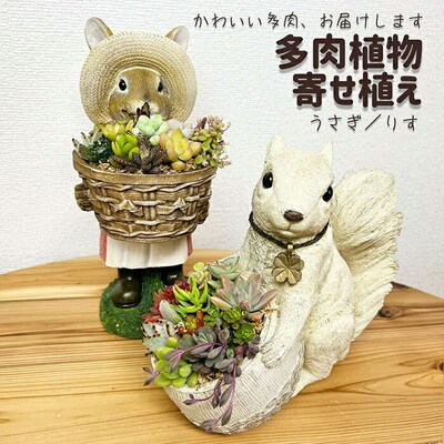 多肉植物の寄せ植え(うさぎ) | 観葉植物 植物 グリーン 多肉 寄せ植え 室内 _FC08