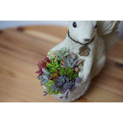 多肉植物の寄せ植え(りす)| 観葉植物 植物 グリーン 多肉 寄せ植え 室内 鉢植え _FC09