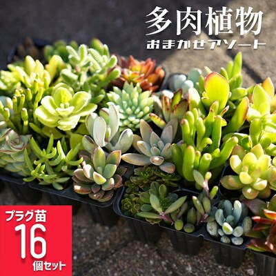 多肉植物 おまかせアソート 16苗セット | 観葉植物 植物 グリーン 多肉 鉢植え _FC03