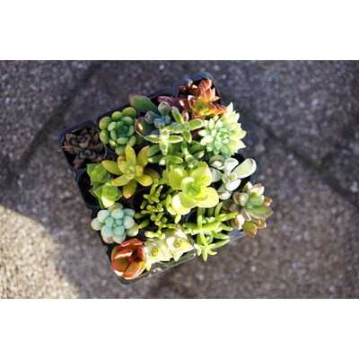 多肉植物 おまかせアソート 16苗セット | 観葉植物 植物 グリーン 多肉 鉢植え _FC03