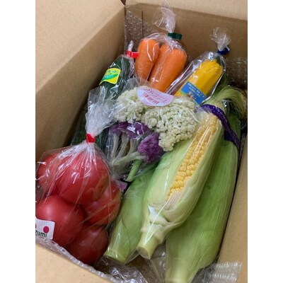 【定期便6か月】道の駅まくらがの里古河 季節の新鮮野菜おまかせAセット | 野菜 _BQ07