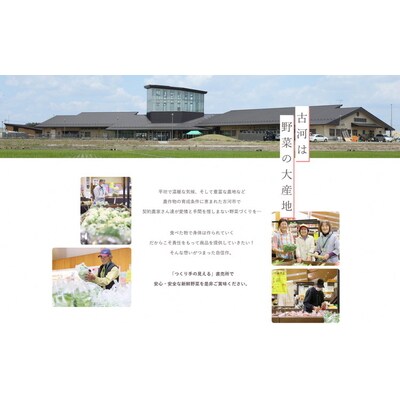 【定期便6か月】道の駅まくらがの里古河 季節の新鮮野菜おまかせAセット | 野菜 _BQ07