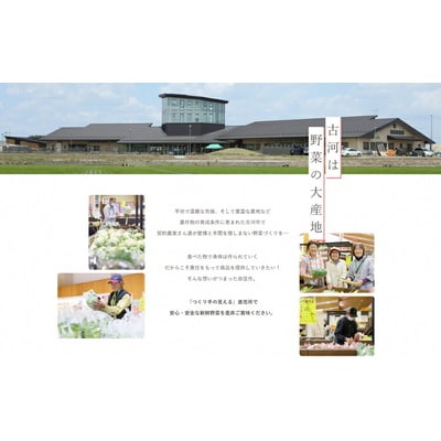 【定期便3か月】道の駅まくらがの里古河 季節の新鮮野菜おまかせBセット | 野菜 _BQ06
