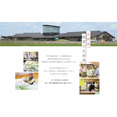 道の駅まくらがの里古河 季節の新鮮野菜おまかせAセット | 野菜 おいしい 産地直送 _BQ03