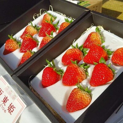 坂東姫 12粒入×1箱 ※2025年12月～発送 | 坂東太郎 果物 フルーツ 旬 _CB18
