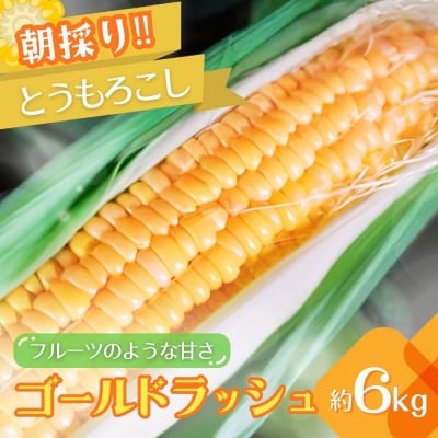 朝採りとうもろこし　ゴールドラッシュ　約6kg ❘ トウモロコシ ※2026年7月～発送 _GJ01