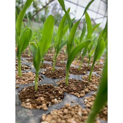 朝採りとうもろこし　ゴールドラッシュ　約6kg ❘ トウモロコシ ※2026年7月～発送 _GJ01