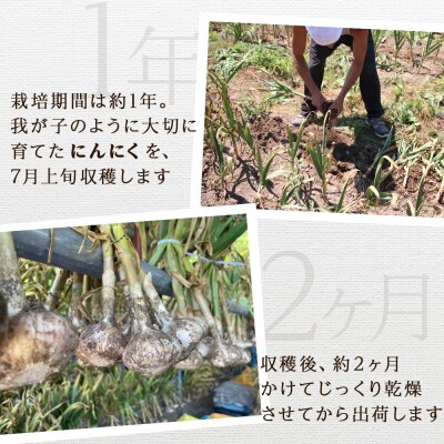 2026年分予約開始! 【数量限定】渋谷さん家の「無農薬 にんにく MIXサイズ 200gx5袋」