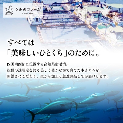 本まぐろ中とろ2柵セット