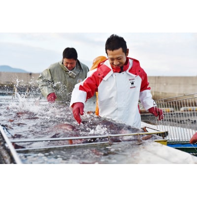 高知産の生姜を食べて育った、新鮮絶品の「生姜真鯛」二尾