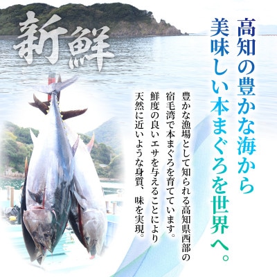 本マグロ 中トロ 赤身 2種 セット 約2kg