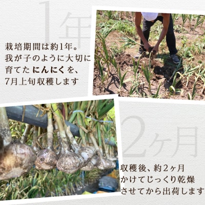 2026年分予約開始!【数量限定】渋谷さん家の★大★「にんにく1kg」