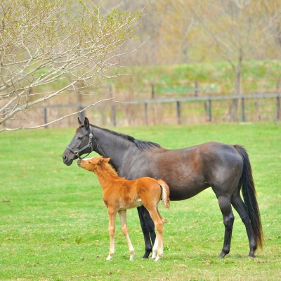 ピュアホワイトQ10無香料(65g)