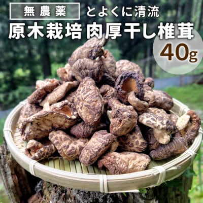 栽培期間中農薬不使用 原木栽培 とよくに清流 ほししいたけ 40g 椎茸