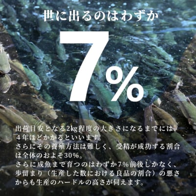 国産 無添加 生食可 絹姫サーモン 冷凍フィーレ 1枚 (300g～400g) 鮭 トラウトサーモン