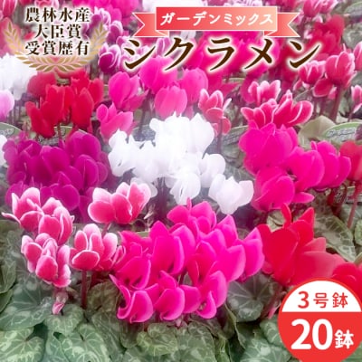 シクラメン ガーデンミックス 3号鉢×20鉢 花 鉢花 ガーデン 愛知県産