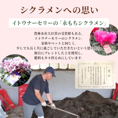 シクラメン ガーデンミックス 3号鉢×20鉢 花 鉢花 ガーデン 愛知県産