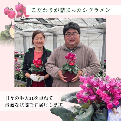 シクラメン ガーデンミックス 3号鉢×20鉢 花 鉢花 ガーデン 愛知県産