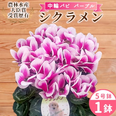 愛知県産 シクラメン 中輪パピ 5号鉢×1鉢 パープル 花 鉢 ガーデニング