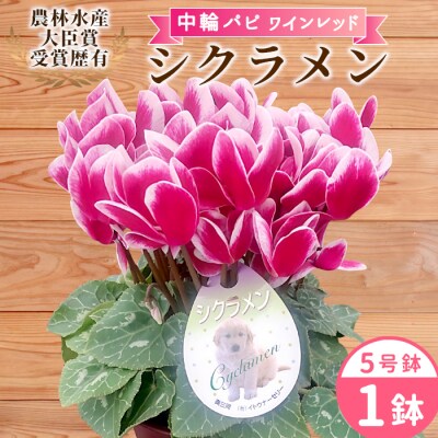 愛知県産 シクラメン 中輪パピ 5号鉢×1鉢 ワインレッド 花 鉢 ガーデニング