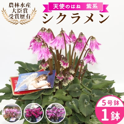 愛知県産 シクラメン 天使のはね 5号鉢×1鉢 紫系 花 鉢 生花 ガーデニング