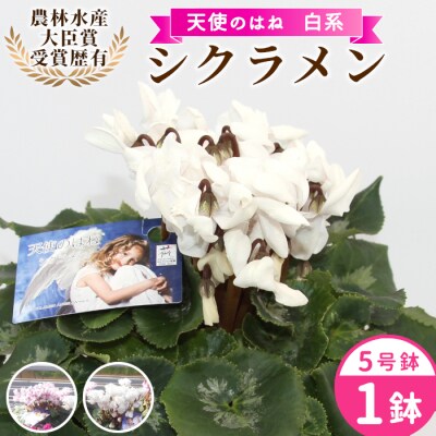 愛知県産 シクラメン 天使のはね 5号鉢×1鉢 白系 花 鉢 生花 ガーデニング