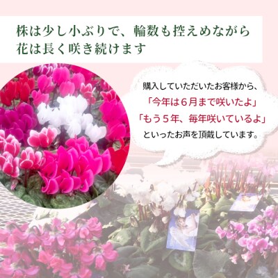 愛知県産 シクラメン 天使のはね 5号鉢×1鉢 白系 花 鉢 生花 ガーデニング
